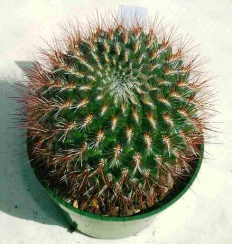 Sulcorebutia_tiraquensis
